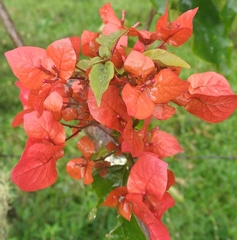 Bougainvillea