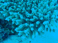 Acropora