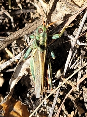 Melanoplus thomasi