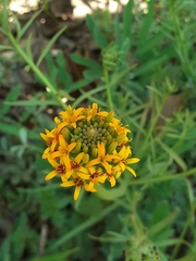 Quinchamalium chilense