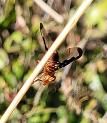 Diacrita costalis