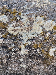 Candelariella rosulans