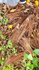 Pinus elliottii densa