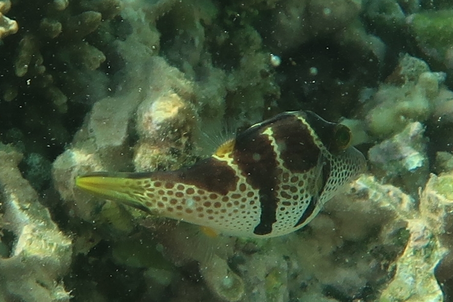 Valentinni's sharpnose puffer