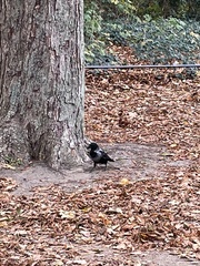 Corvus cornix × corone