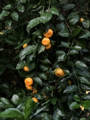 Citrus deliciosa