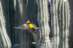 Icterus icterus