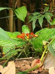 Chrysothemis pulchella