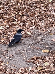 Corvus cornix × corone