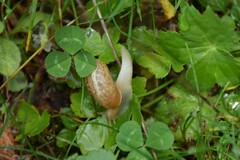 Fruticicola fruticum