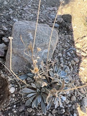 Tetraneuris argentea