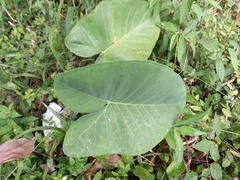 Xanthosoma