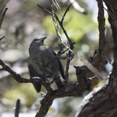 Chlorodrepanis virens