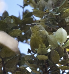 Chlorodrepanis virens