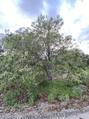 Alphitonia excelsa