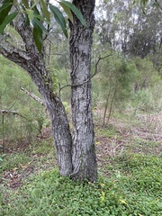 Alphitonia excelsa