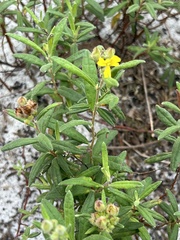 Crocanthemum corymbosum
