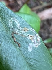 Phyllocnistis citrella