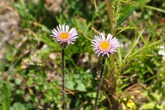 Erigeron alpinus