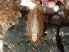 Sphaeromatoidea
