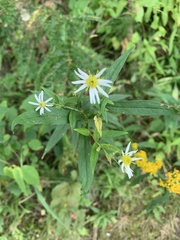 Doellingeria umbellata