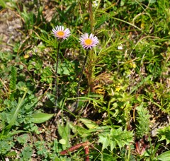 Erigeron alpinus
