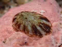 Lottia limatula