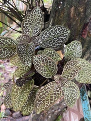 Episcia