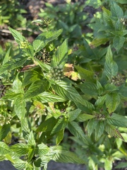Pentas