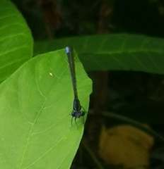 Argia pulla