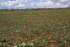 Bulbinella latifolia doleritica