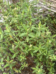 Crocanthemum corymbosum