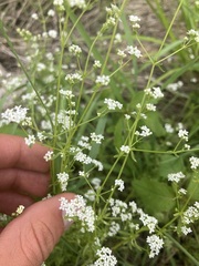 Galium palustre