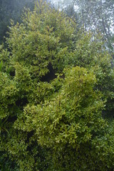 Ascarina lucida lucida