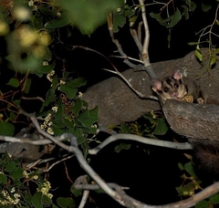 Petaurus norfolcensis