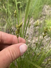 Carex scoparia