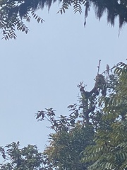 Rupornis magnirostris