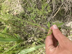 Cardamine pensylvanica