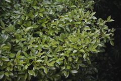 Ascarina lucida lucida