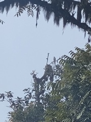 Rupornis magnirostris