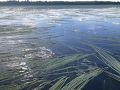 Sparganium fluctuans