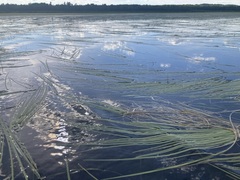 Sparganium fluctuans