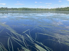 Sparganium fluctuans