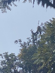 Rupornis magnirostris