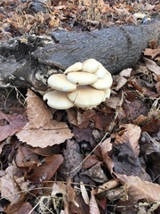 Pleurotus ostreatus