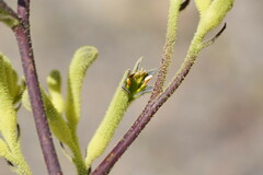 Anigozanthos flavidus