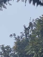 Rupornis magnirostris