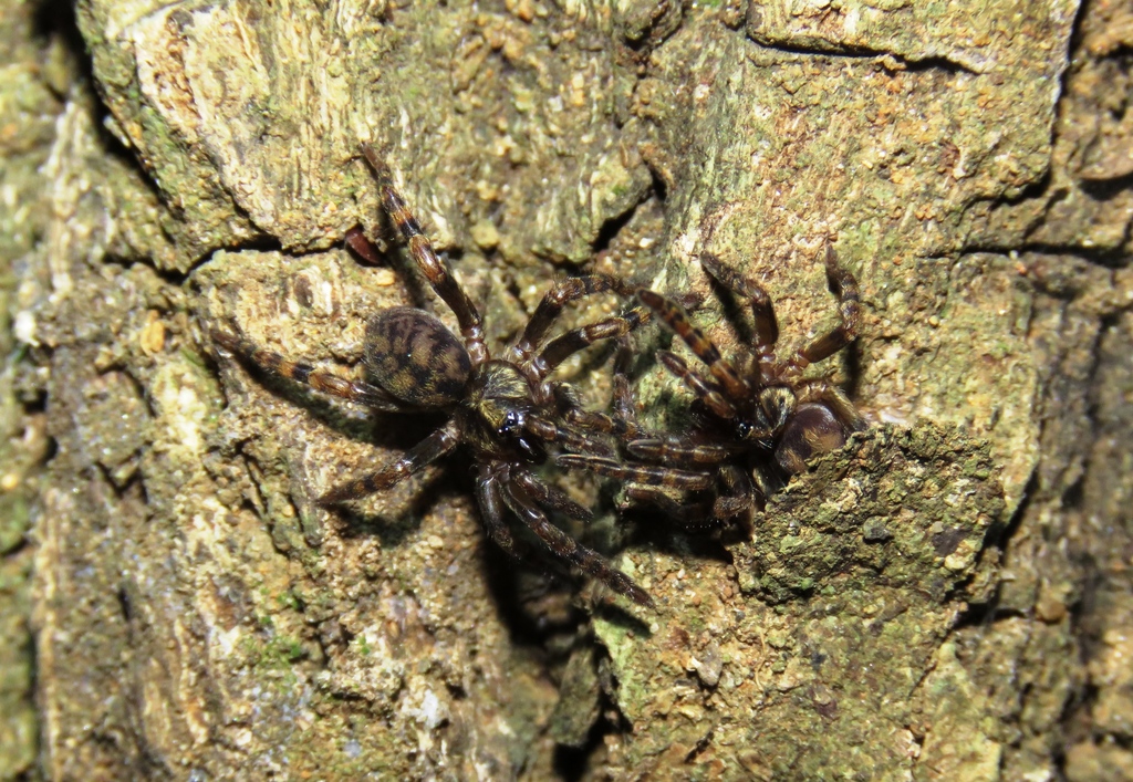 Neodiplothele
