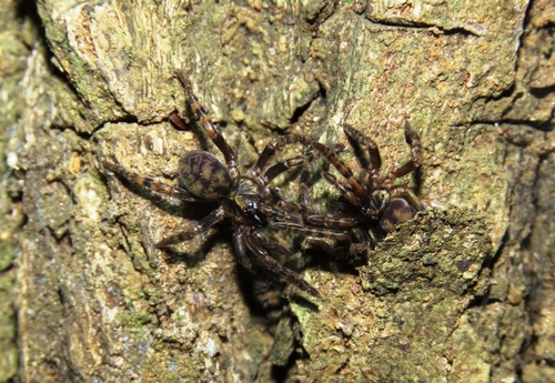 Genus Neodiplothele · iNaturalist