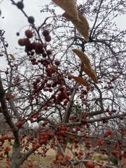 Malus baccata
